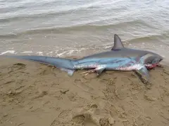 Another thresher shark washed up on Cape Cod